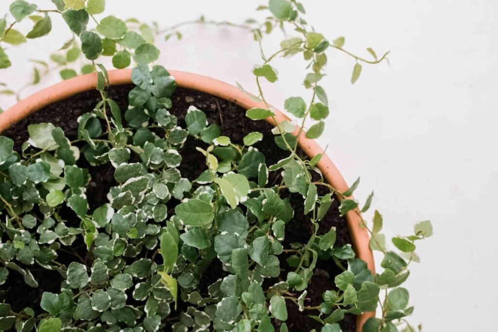 Ficus pumila (Creeping Fig)