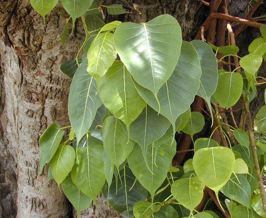 Ficus religiosa (Sacred Fig)