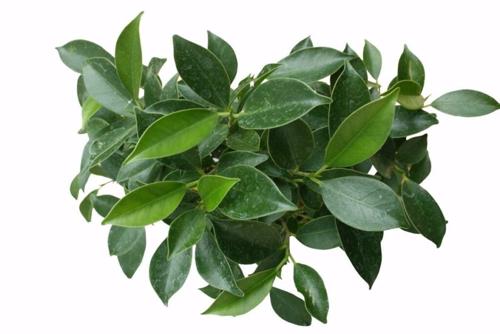 Ficus retusa (Ginseng Fig)