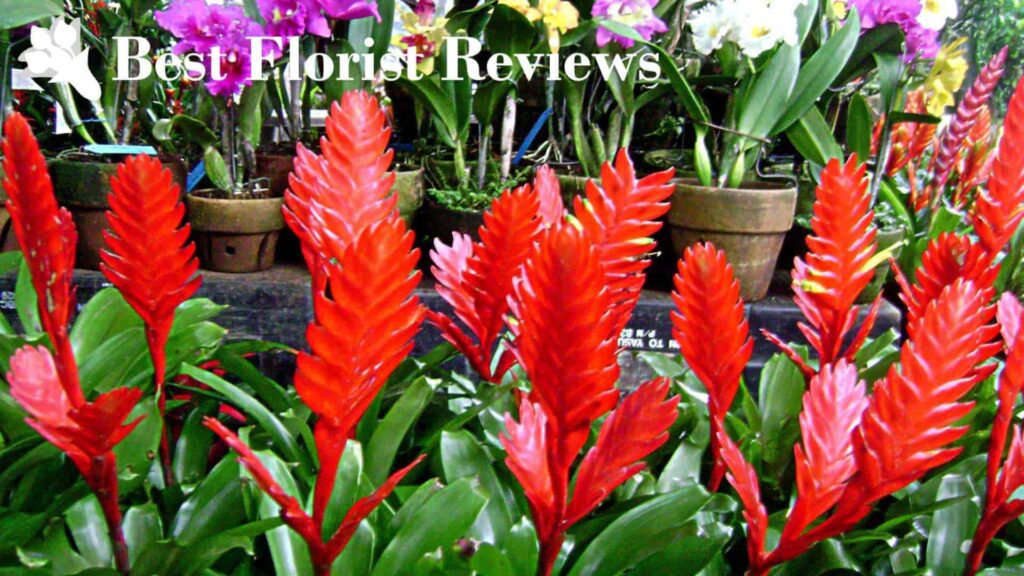 Flaming Sword Bromeliads