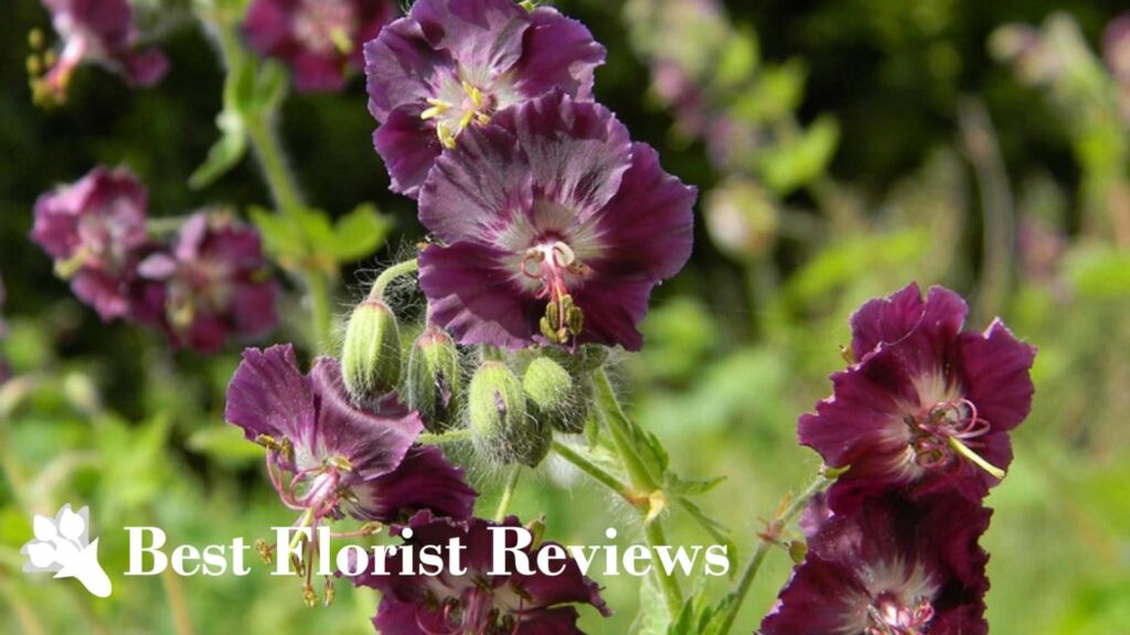Geranium 'Mourning Widow’