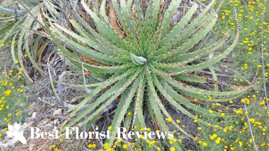 Guapilla
