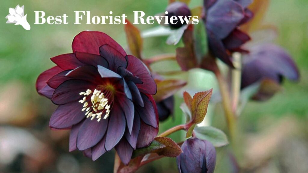 Helleborus ‘Onyx Odyssey’