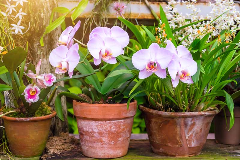 How can orchids be used in gardening and landscaping