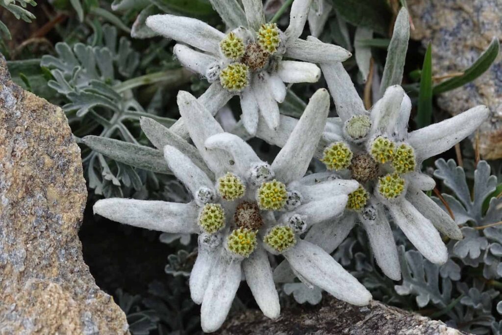 How did the edelweiss flower get its name