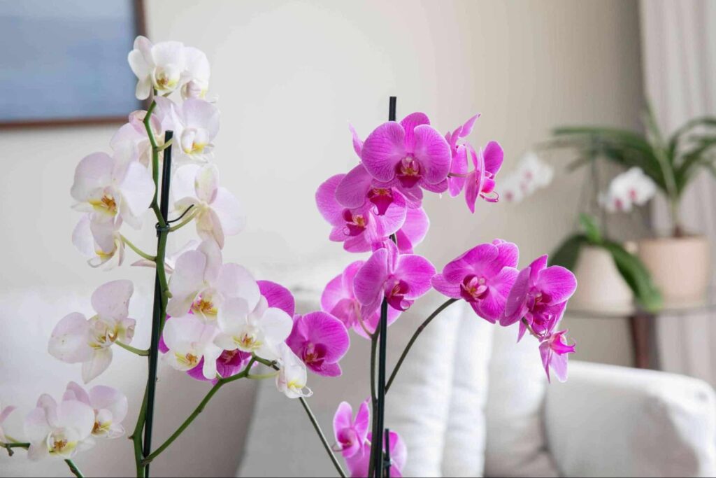 How did the orchids get their name