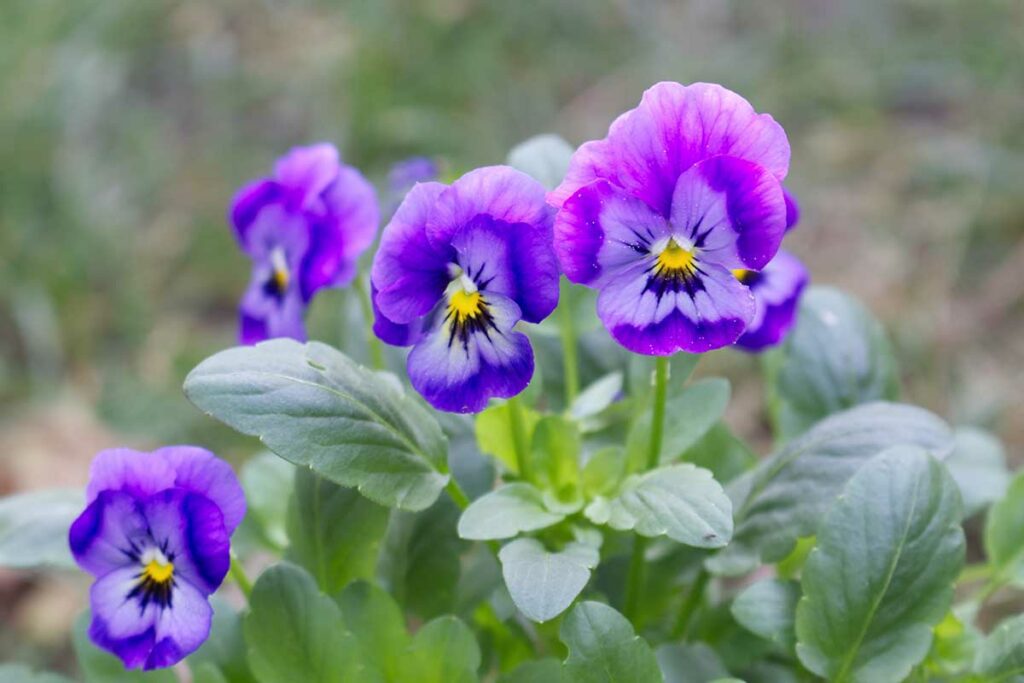How did the pansy flower get its name