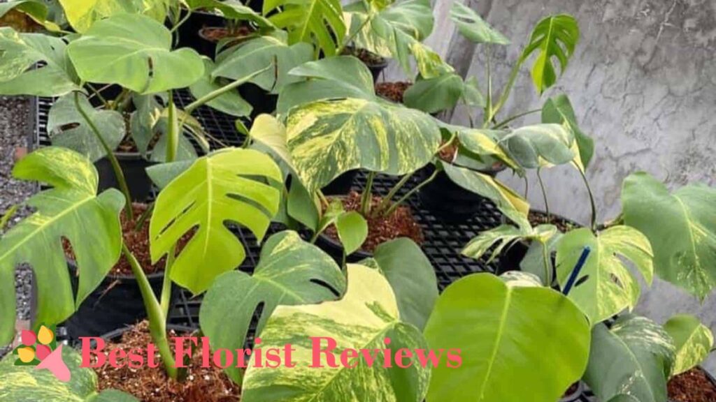 How much does variegated monstera cost