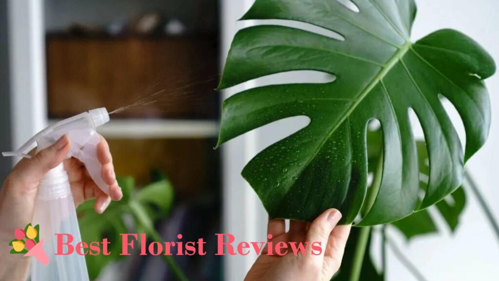 How much water should I use when watering monstera plants