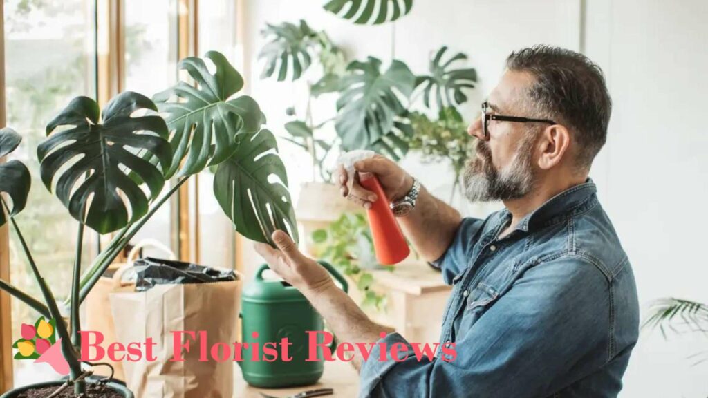 How often do I have to water monstera plants