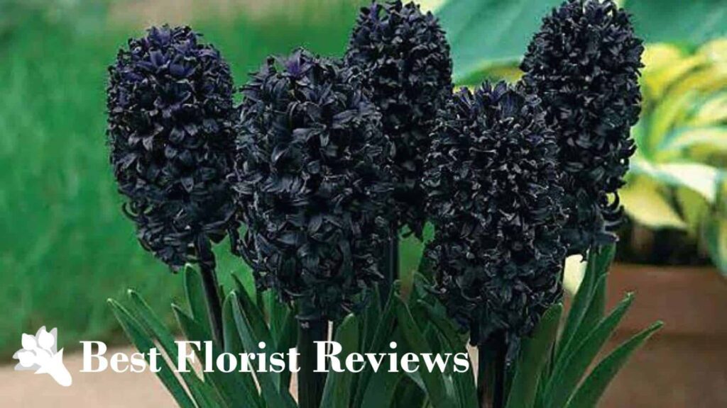 Hyacinth ‘Dark Dimension’
