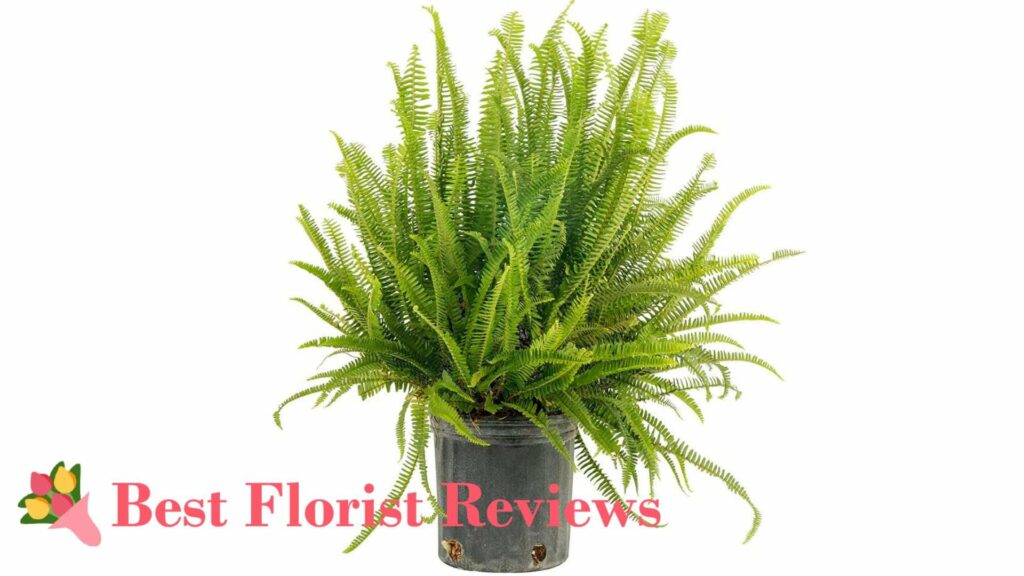 Kimberly Queen Fern
