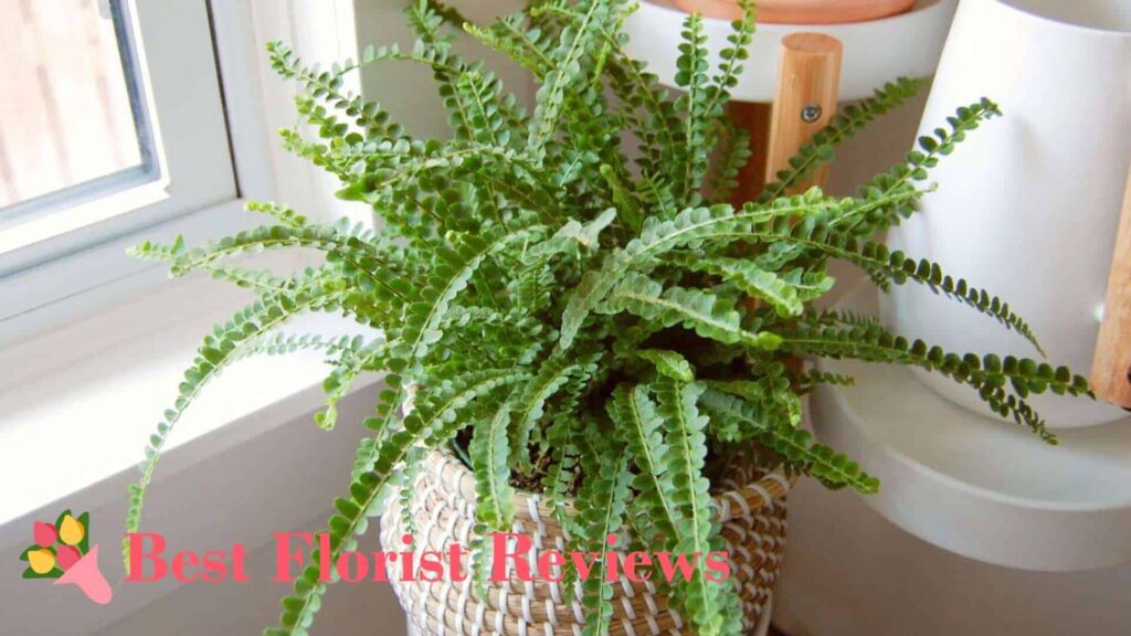 Lemon Button Fern