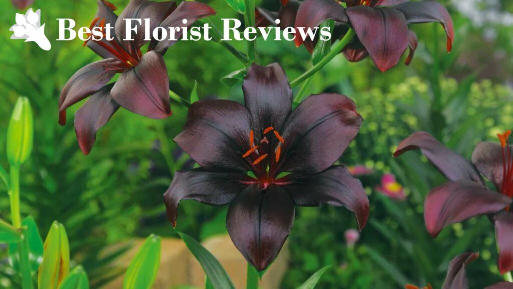 Lilium Asiatica ‘Black Charm’