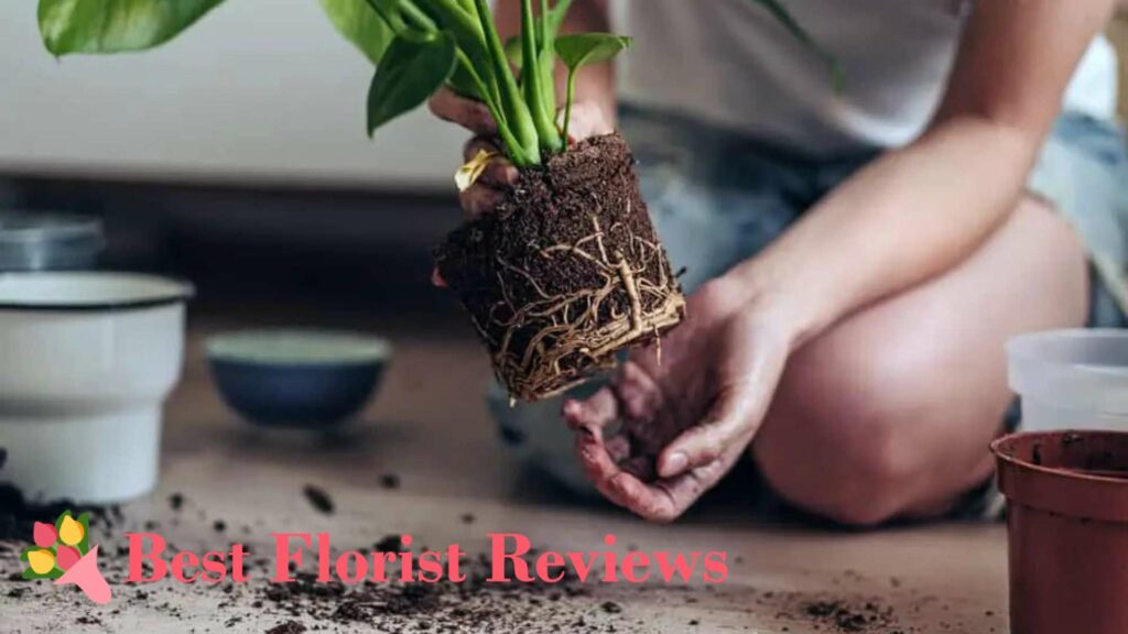 Loosen the root ball when you repot the plant