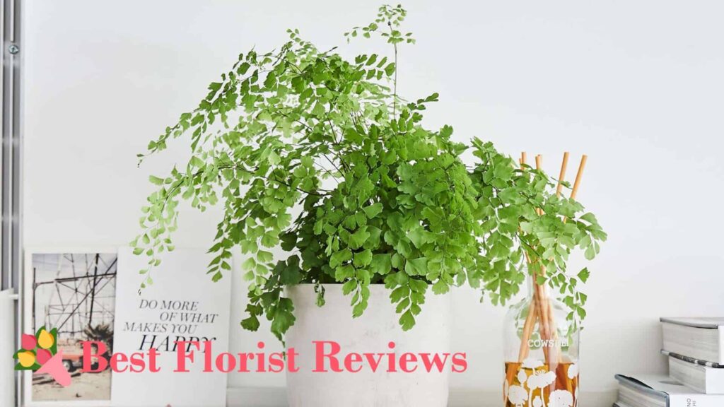 Maidenhair Fern