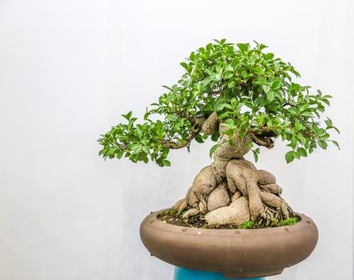 Meaning and Symbolism of Ficus Plants