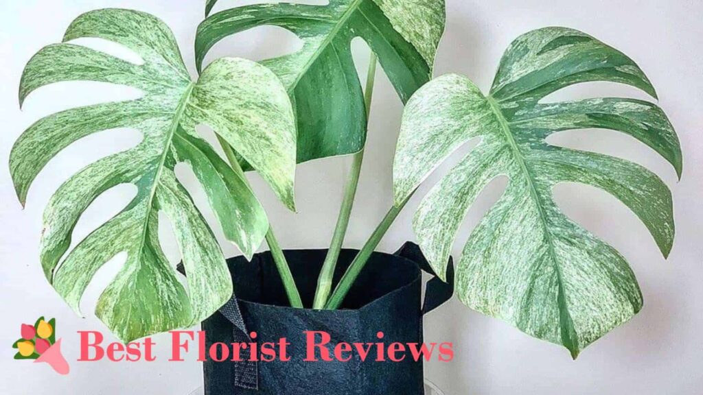 Mint Monstera