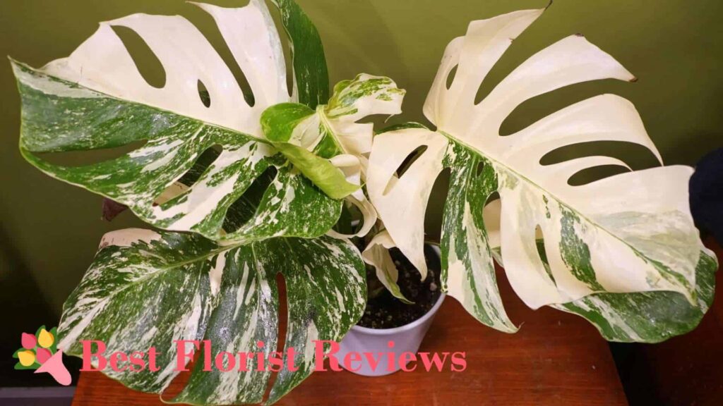 Monstera deliciosa ‘Albo Borsigiana’