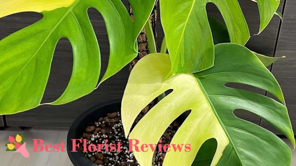 Monstera deliciosa ‘Aurea’