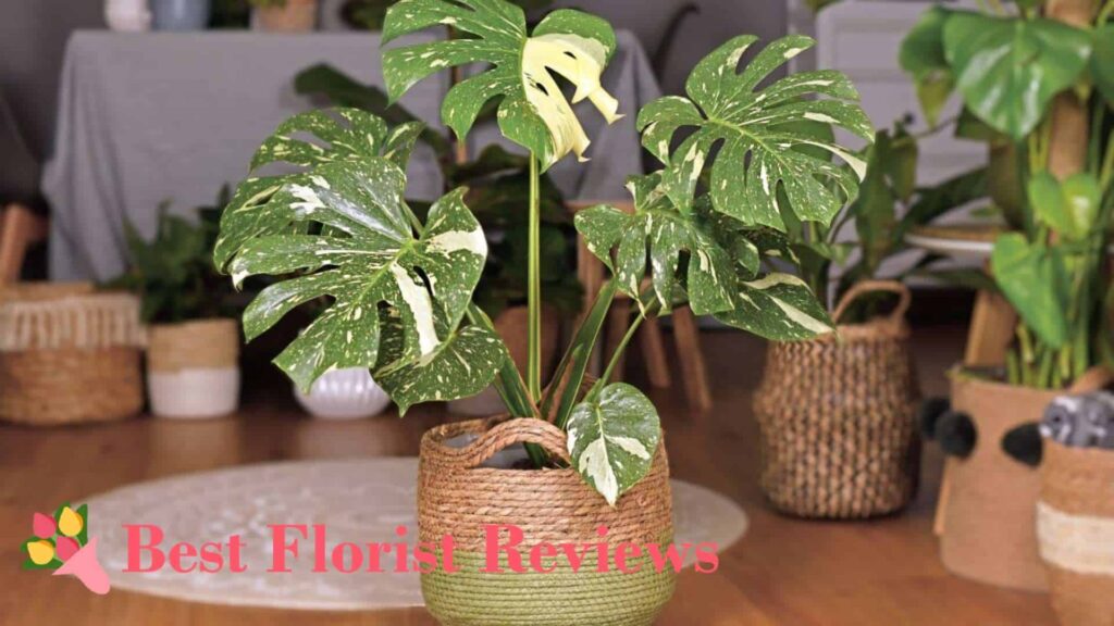 Monstera deliciosa ‘Thai Constellation’