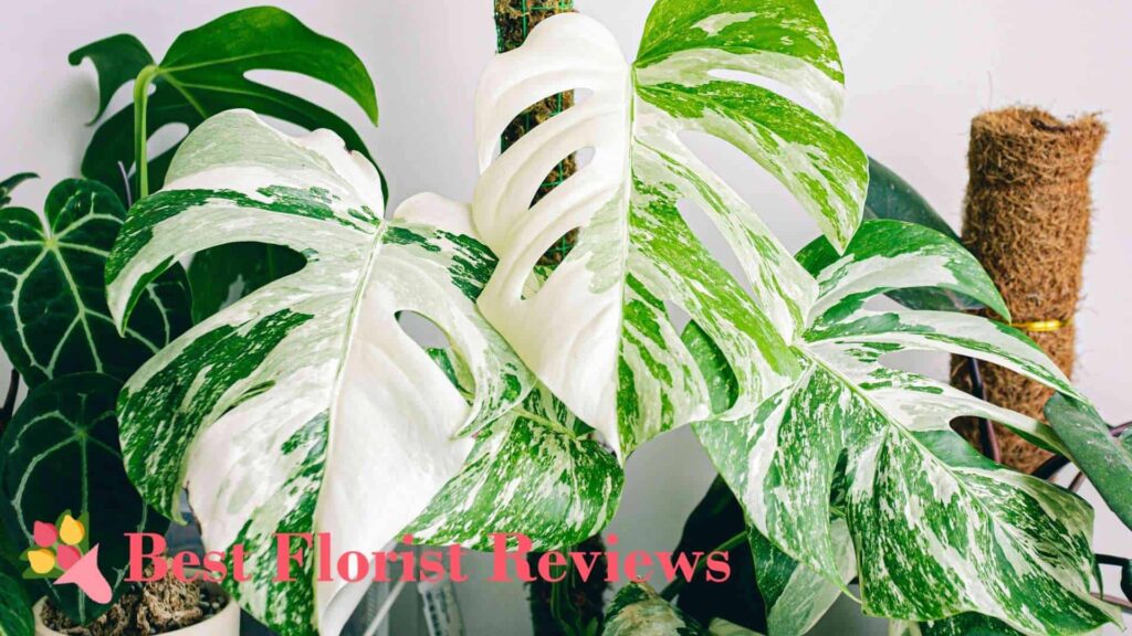 Monstera deliciosa ‘Variegata’