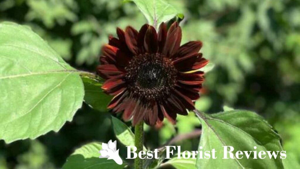 Moulin Rouge Sunflower