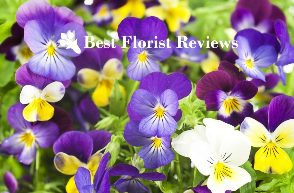 Mystical Pansy Flowers Symbolism, Significance & Uses