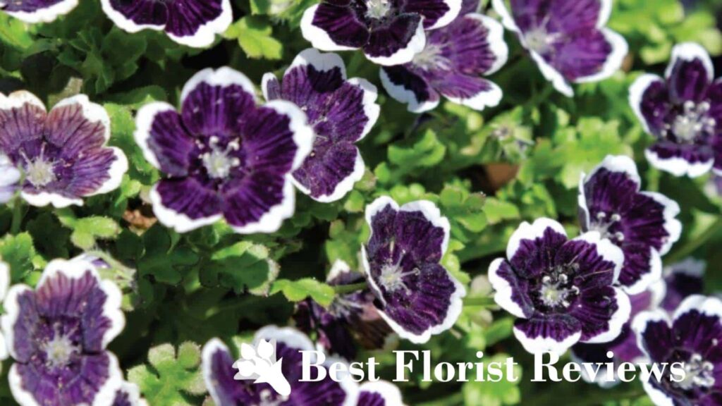 Nemophila Menziesii ‘Penny Black’