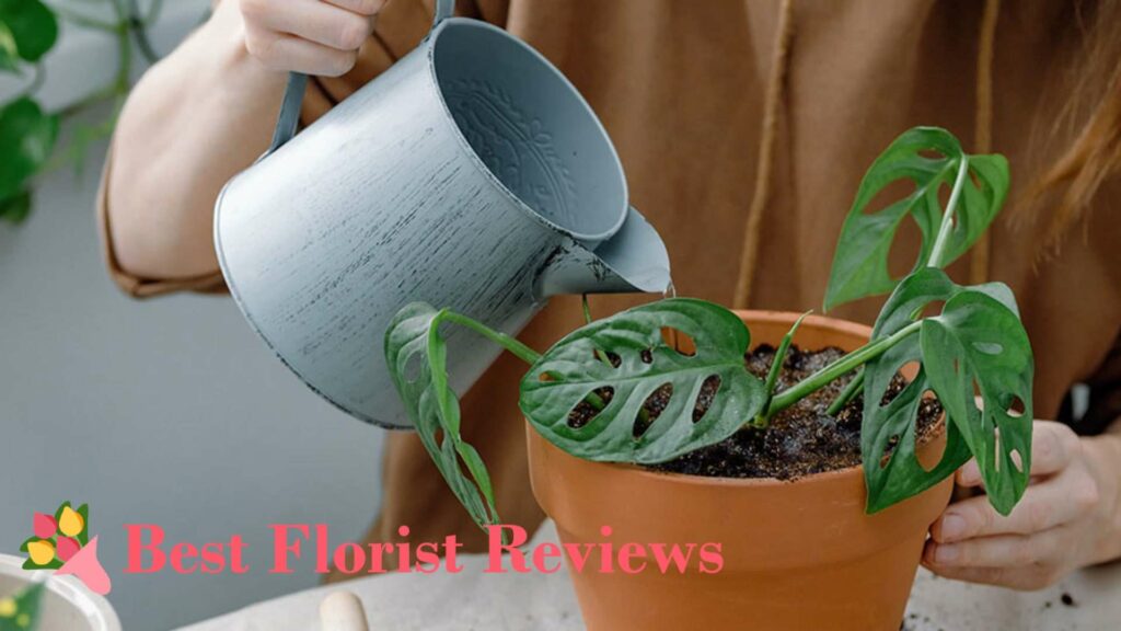 Only water them when the top quarter of the soil is dry