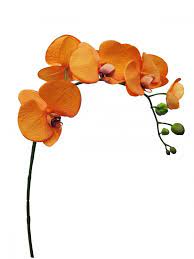 Orange Orchids