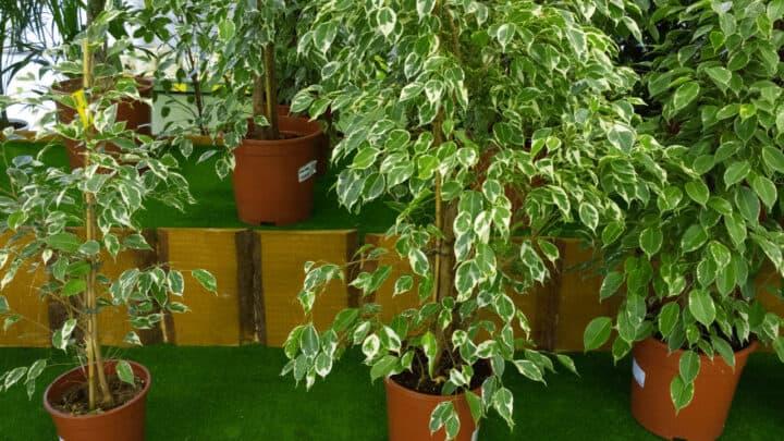 Origin of Ficus Plants