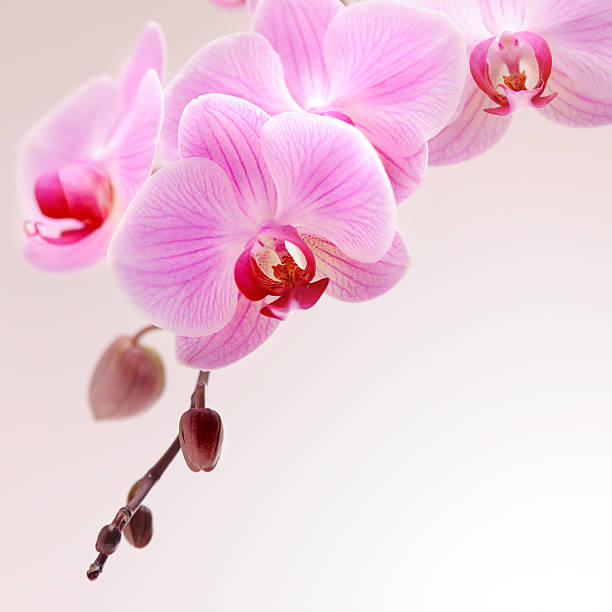 Pink Orchid