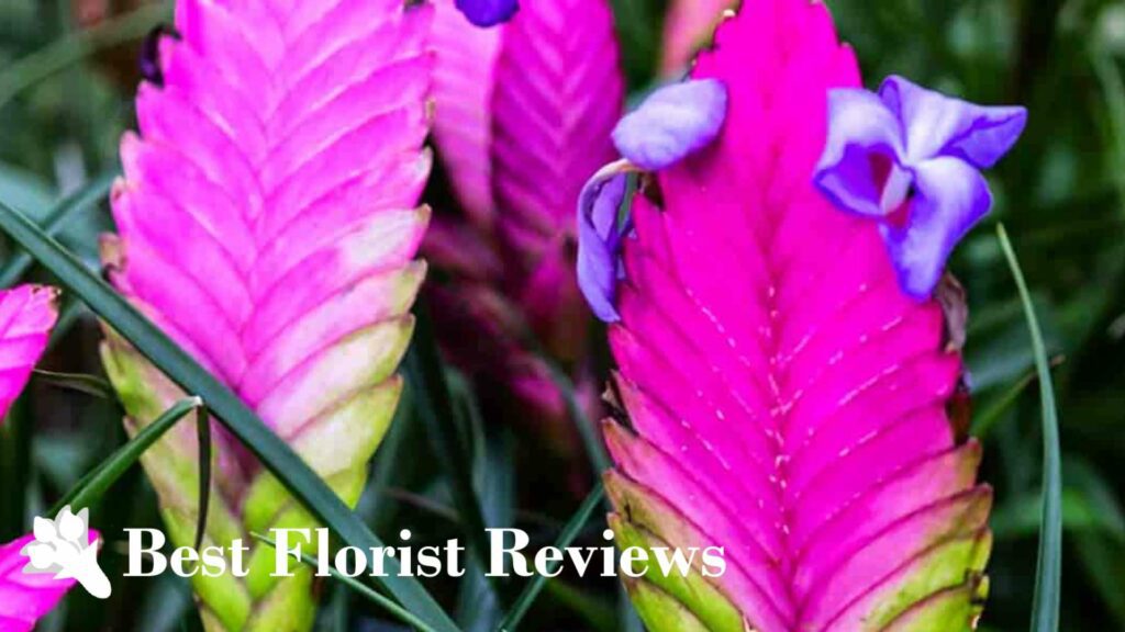 Pink Quill Bromeliads