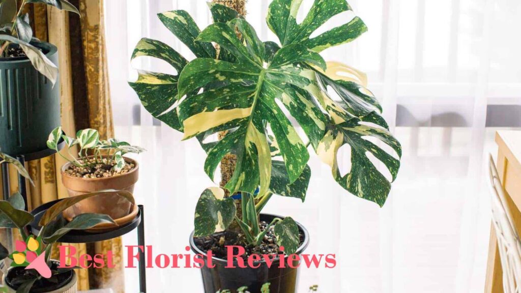 Place them near the brightest window in your home