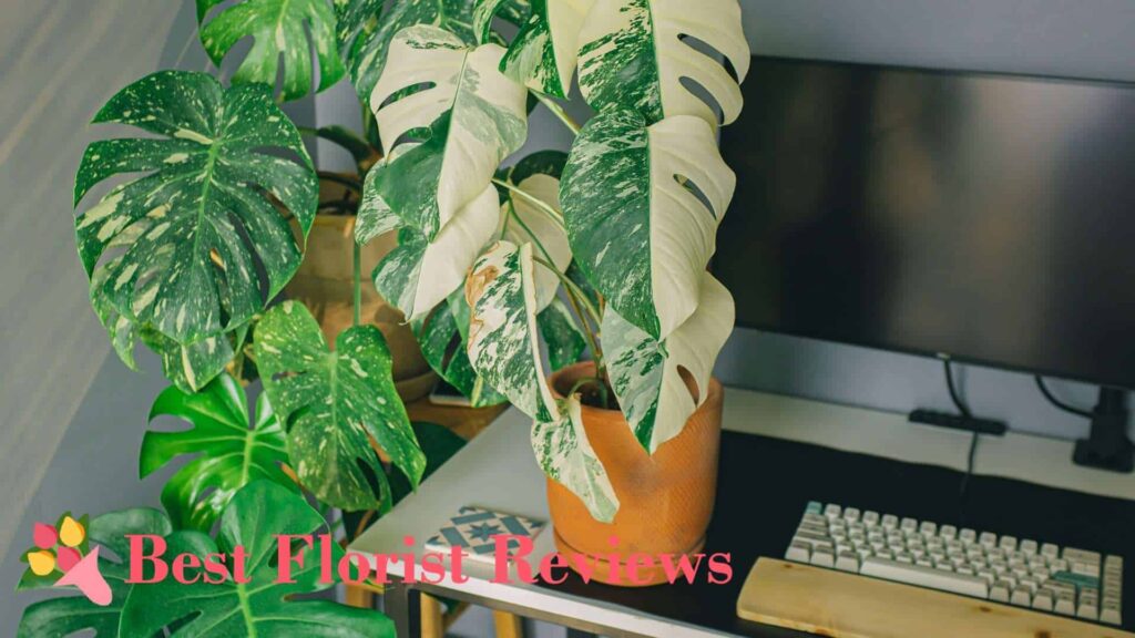 Plants 101 A Guide to Variegated Monsteras