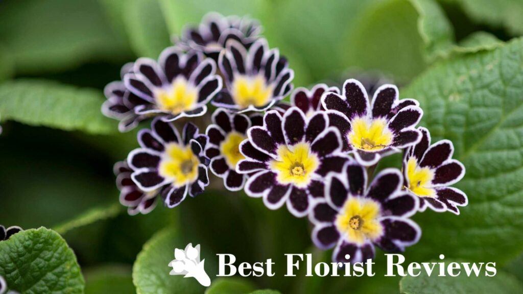 Primula ‘Silver Lace Black’