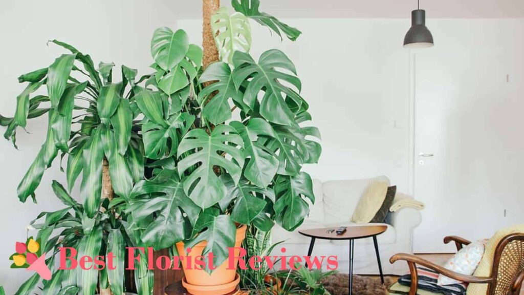 Provide support for your variegated monstera