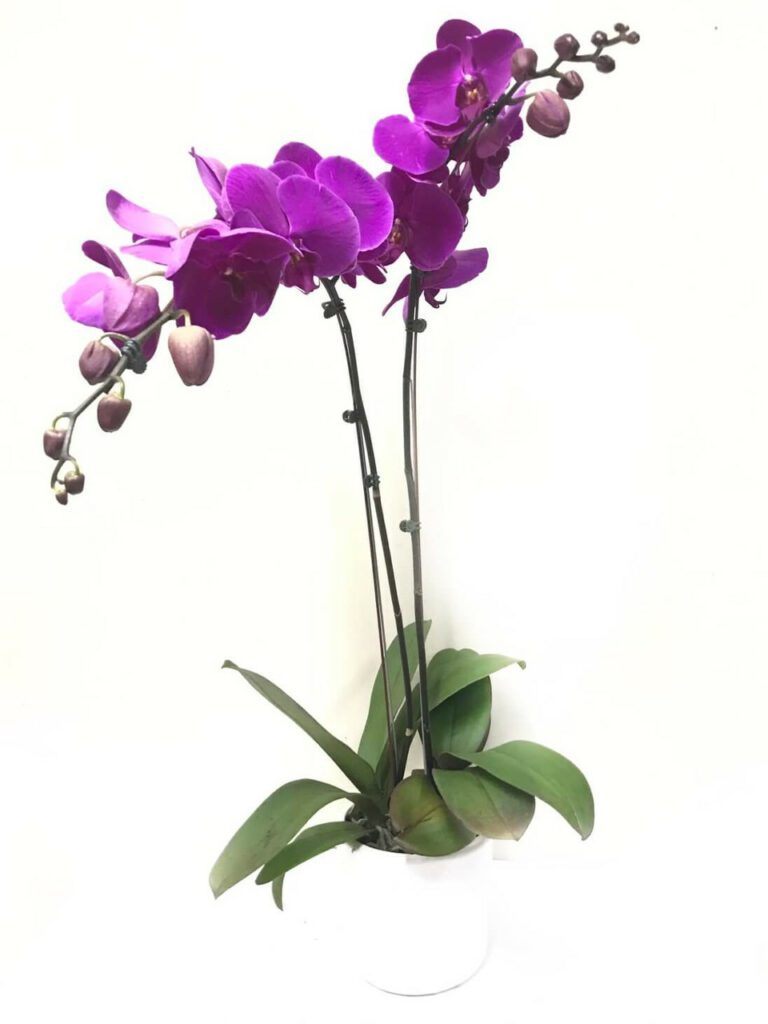 Purple Orchids