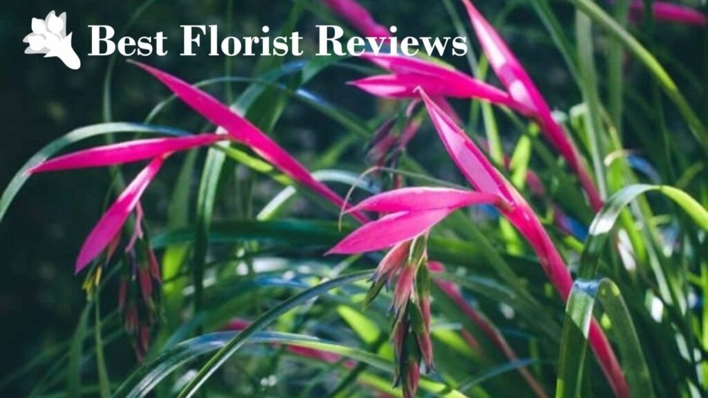 Queen’s Tears Bromeliads