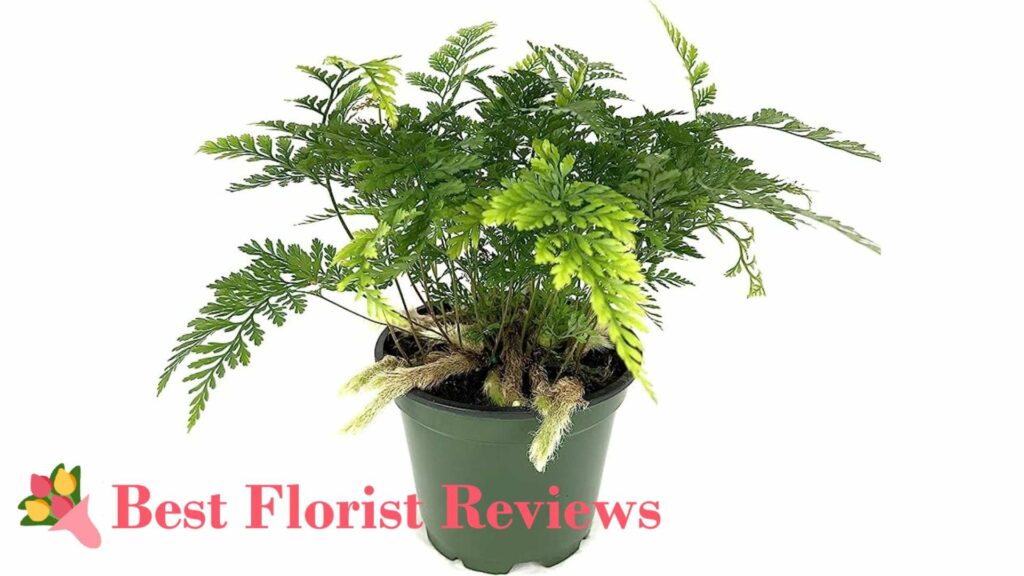 Rabbit’s Foot Fern
