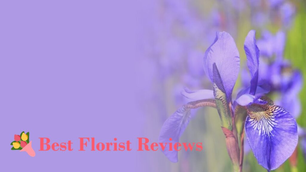 Rainbow Blooms Meanings and Symbolisms of Iris Flowers