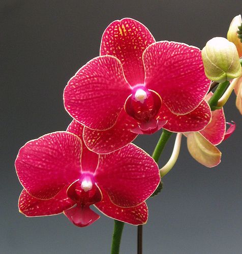 Red Orchids