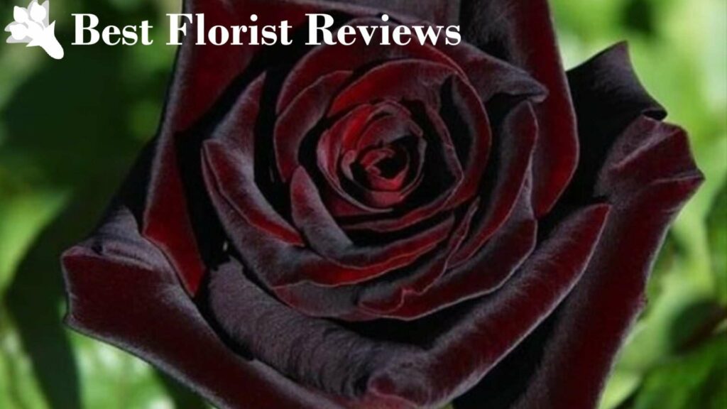 Rosa ‘Black Baccara’