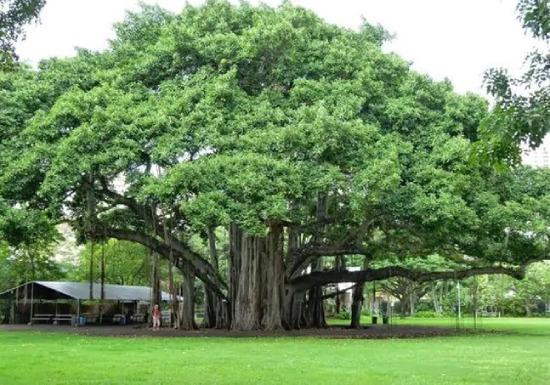 Sacred Fig