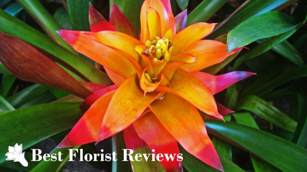 Scarlet Star Bromeliads