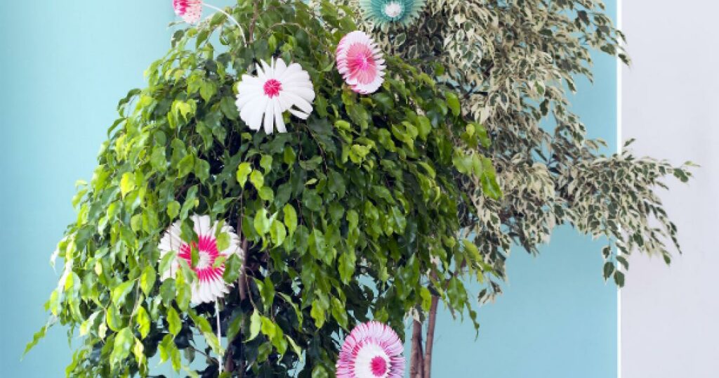 Selecting the Right Ficus Plant for Your Floral Design
