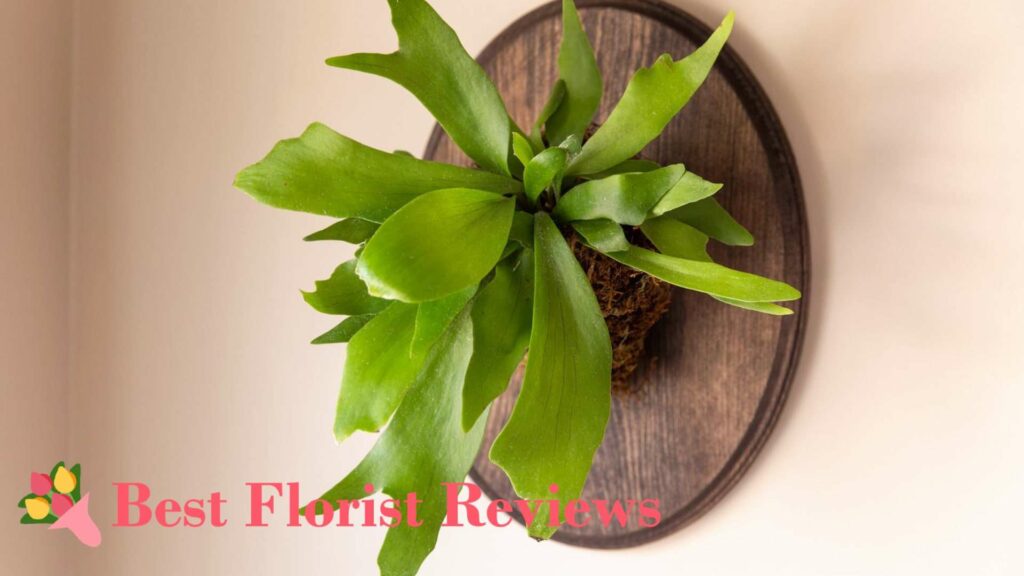 Staghorn Fern