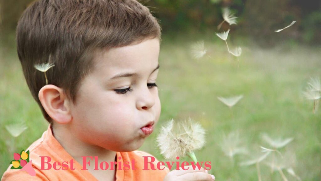 Superstitions Associated with Dandelions