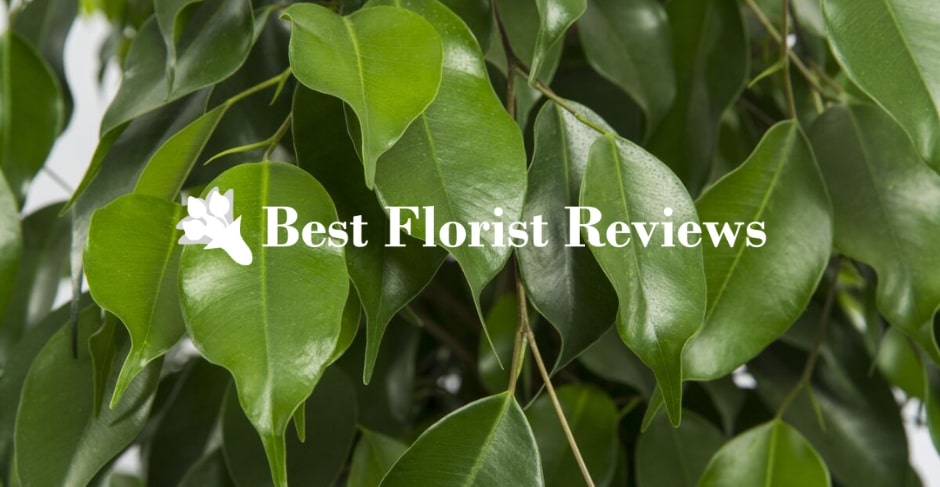 Types of Ficus Plants Enhancing Floral Designs